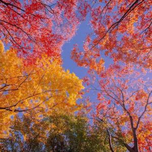 دانلود آهنگ تو رفتی دلم غمگین شد